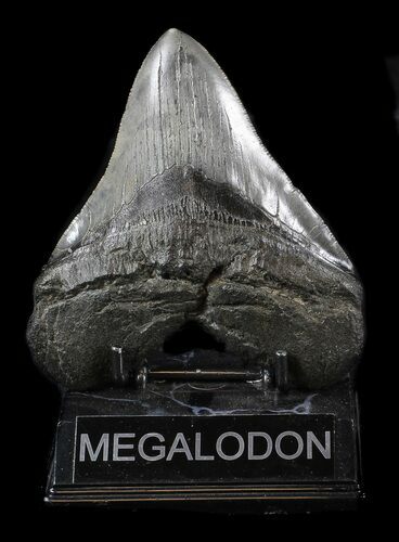 Robust, Megalodon Tooth - South Carolina #36240